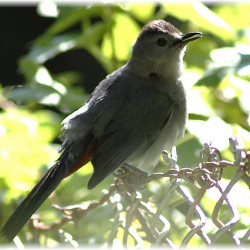 Catbird圖片照片_Catbird