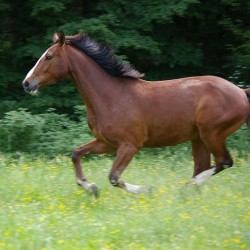 馬馳騁&吳澤鵬圖片照片_馬馳騁&吳澤鵬