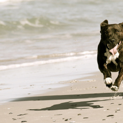 beach boy圖片照片_beach boy