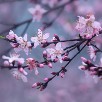 我祝你桃花無數