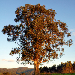 Arbol圖片照片_Arbol