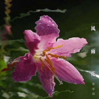 風雨花專輯_梁家銘風雨花最新專輯