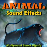 Animal Sound Effects