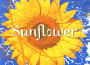 Sunflower專輯_Ulla van DaelenSunflower最新專輯