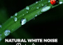 Sounds of Nature White Noise Sound Effects歌曲歌詞大全_Sounds of Nature White Noise Sound Effects最新歌曲歌詞