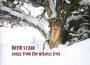 Songs From the Witness Tree專輯_David StarrSongs From the Witness Tree最新專輯