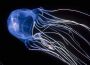 Box jellyfish