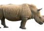 Rhinoceros