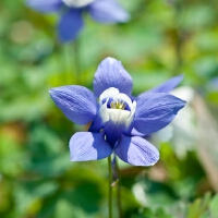 花開不敗圖片照片_花開不敗