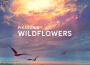 Wildflowers專輯_PIKASONICWildflowers最新專輯