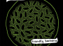 Friendly Bacteria專輯_Robert OwensFriendly Bacteria最新專輯