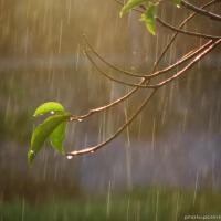 喵步小雨中