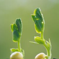 芽芽圖片照片_芽芽