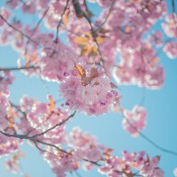 Spring Poem專輯_BigRicePianoSpring Poem最新專輯