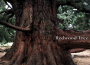 Redwood Tree專輯_Roger WilliamsRedwood Tree最新專輯