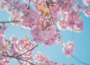 Spring Poem專輯_BigRicePianoSpring Poem最新專輯