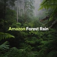 Amazon Forest Rain