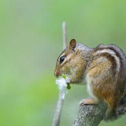 Chipmunk圖片照片_Chipmunk