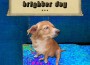 brighter day專輯_라팡brighter day最新專輯