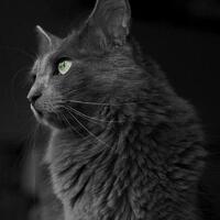 Nebelung