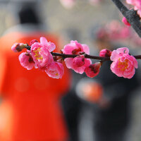 特日 花圖片照片_特日 花