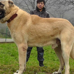 犬圖片照片_犬