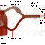 SPINALCORD圖片照片