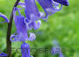 The Bluebells