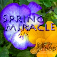 Spring Miracle