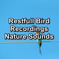 Nature Recordings歌曲歌詞大全_Nature Recordings最新歌曲歌詞