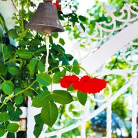 Neighbor's Garden