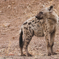 Hyena圖片照片_Hyena