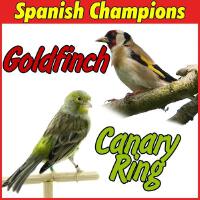 Canarios Campeones y Finalistas de Concursos歌曲歌詞大全_Canarios Campeones y Finalistas de Concursos最新歌曲歌詞