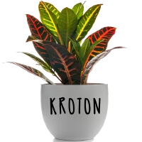 Kroton