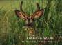 Echoes of Nature: American Wilds專輯_Echoes of NatureEchoes of Nature: American Wilds最新專輯