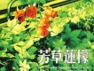 芳草蓮檬