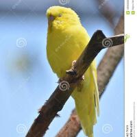 Budgie