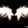 ·天使之翼·圖片照片