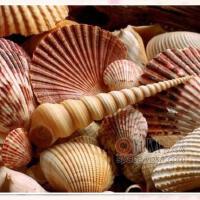 Shells