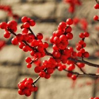 紅色漿果圖片照片_紅色漿果